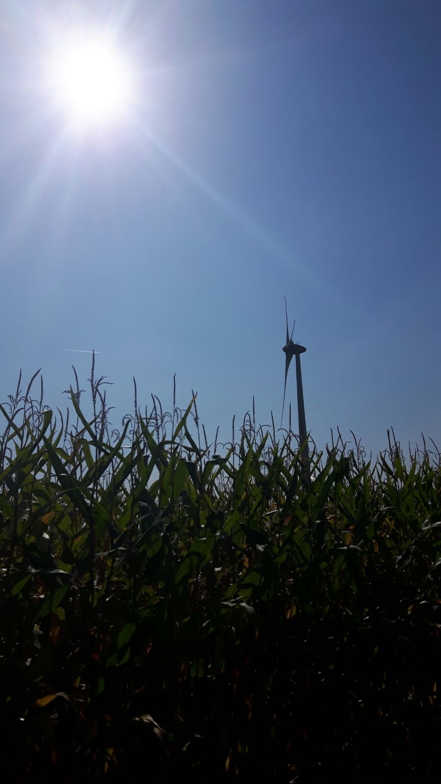 Maisveld in de zon, 2 jaar geleden