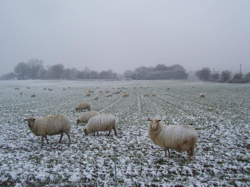 Schapen in de sneeuw (Foto: qltel)