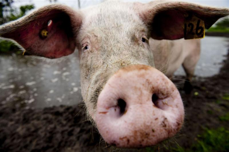 Vlees geslagen varkens te koop in Nederland