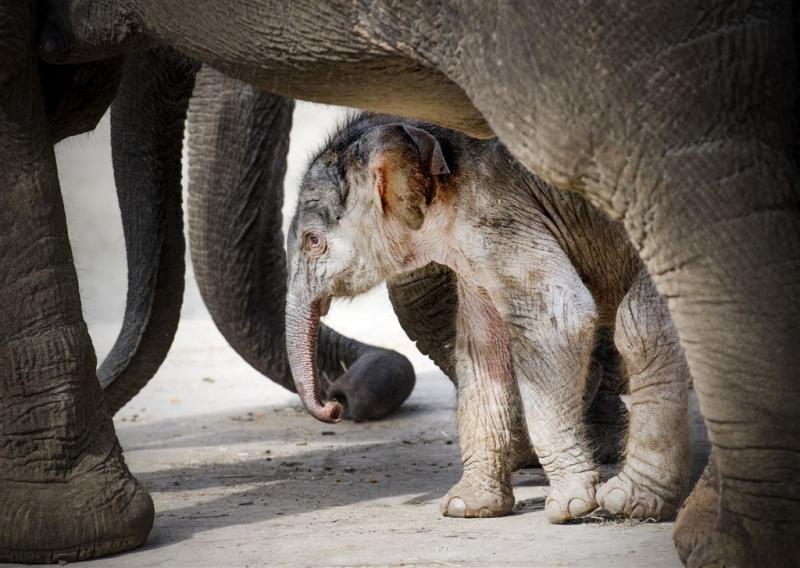 Babyolifantje geboren in Amersfoort