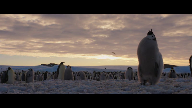 The March of the Penguins 2