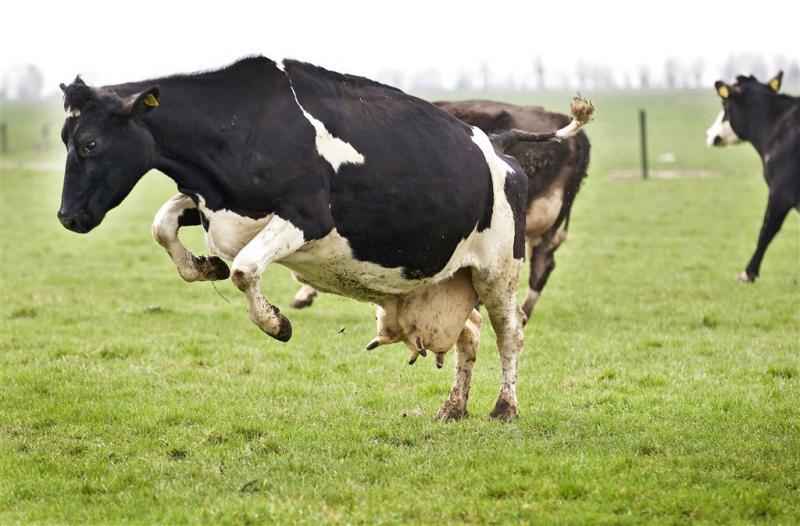 Wakker Dier rouwt om biologische koeien