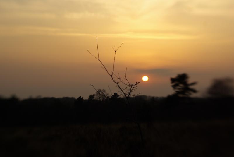 zonsondergang op de Veluwe (Foto: Disbatch)