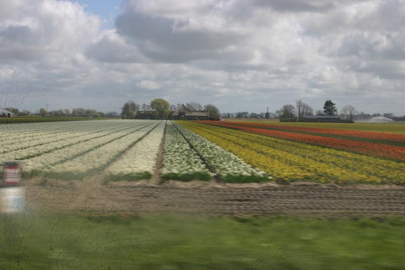 Uitzicht over de bloembollenvelden bij Anna Paulowna (Foto: DJMO)