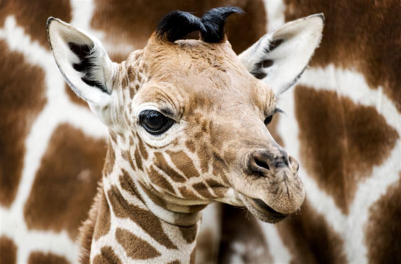 Girafje in Artis overleden