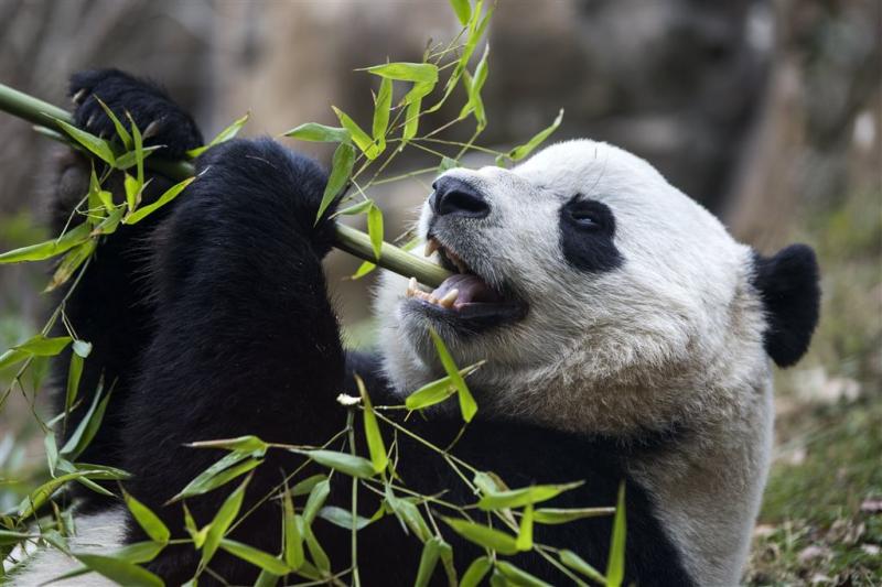 Disney draait speciale pandafilm op Earth Day