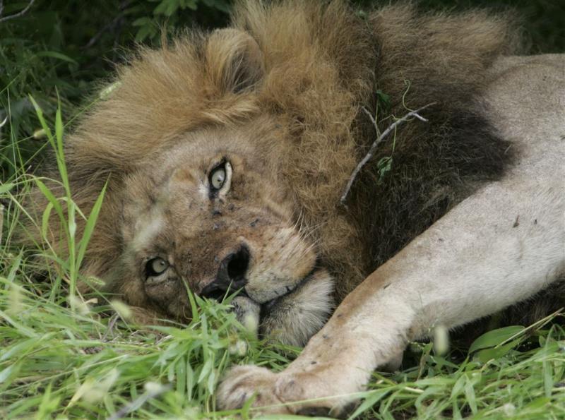 Klopjacht op ontsnapte leeuwen in Zuid-Afrika