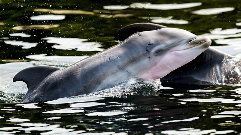 Dolfijntje geboren in Dolfinarium