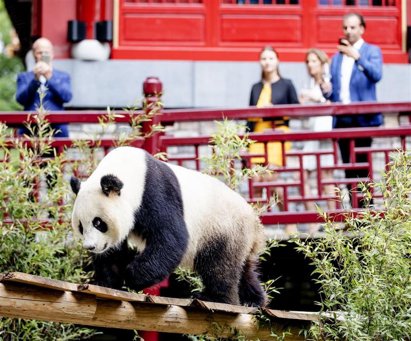 Reuzenpanda's eindelijk naar buiten in Rhenen