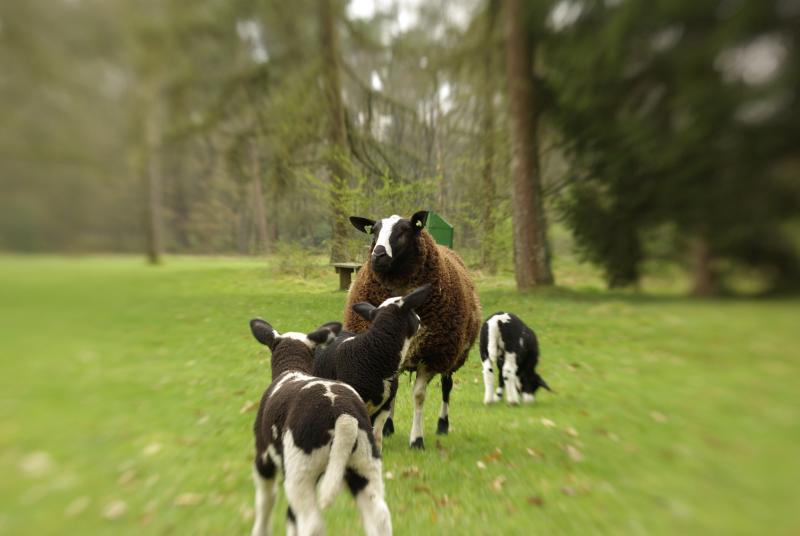 Lammetjes in park Berg en Bos in Apeldoorn (Foto: Disbatch)