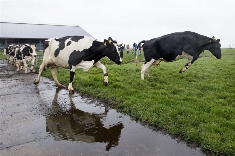 Brabant beslist over toekomst veehouderij