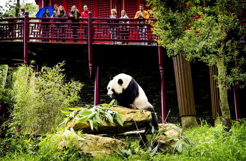 Ouwehands kan bezoek voor panda's goed aan