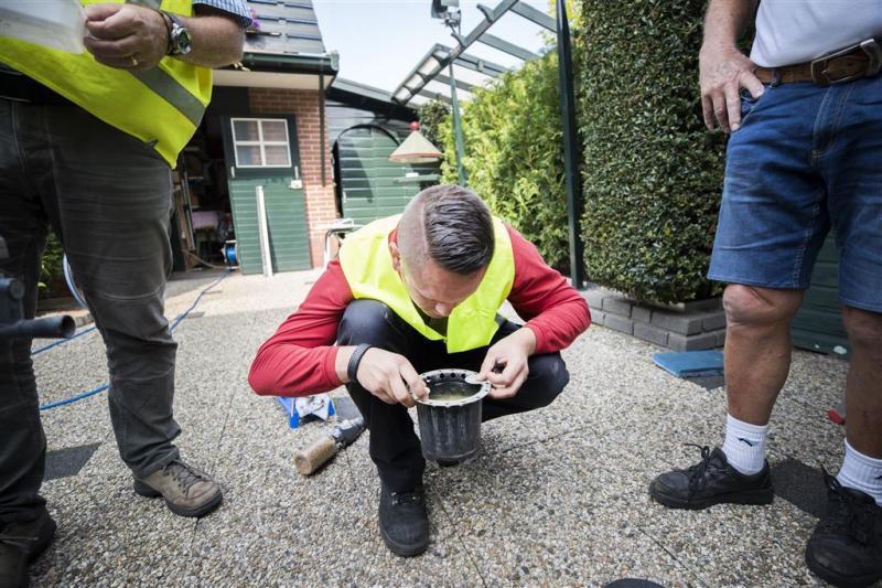 Ook in Assen Aziatische tijgermug ontdekt