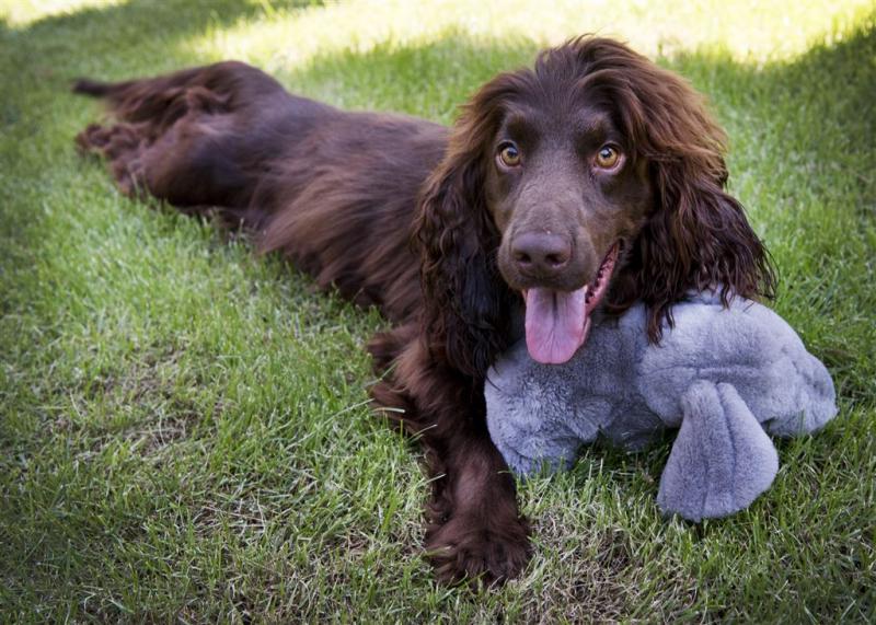 'Een hond kwispelt niet uit blijdschap'