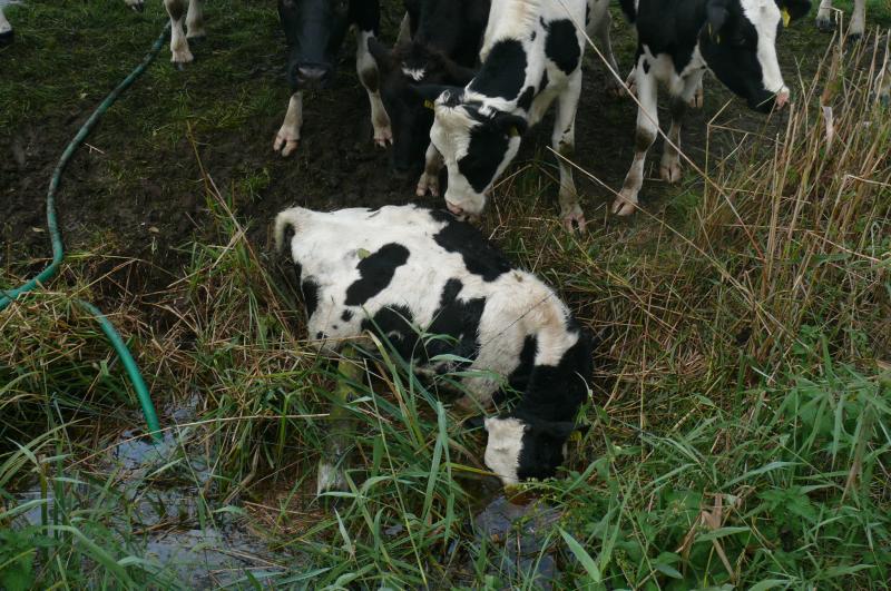 Melkveehouder berispt om ernstige verwaarlozing (Foto: NWVA)