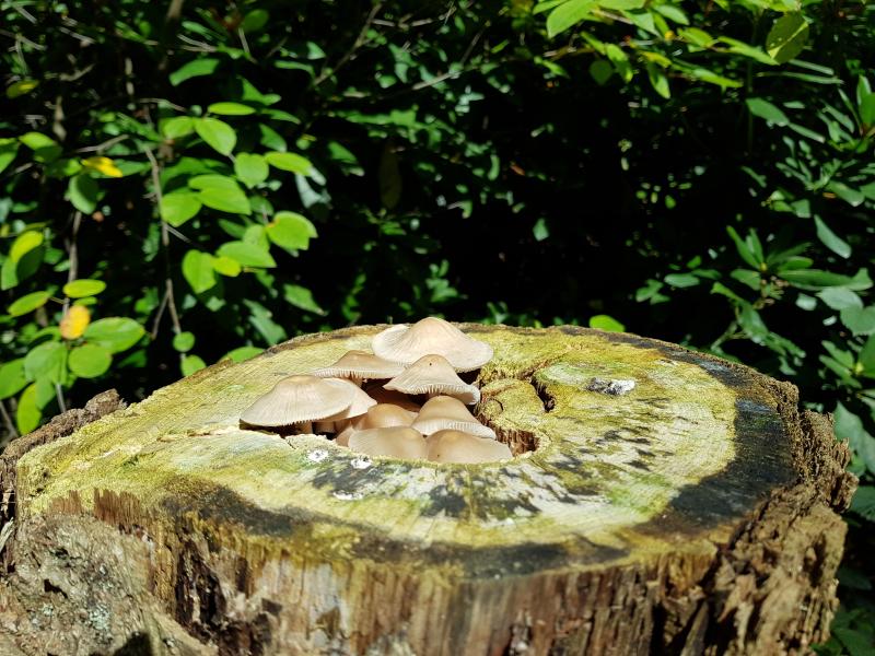 Een fraaie kudde paddestoelen (Foto: Disbatch)