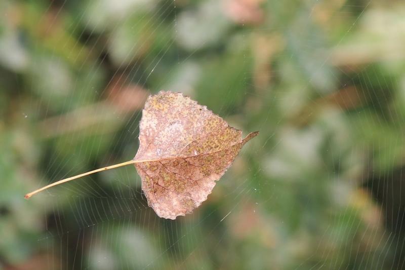 Clayton1 ving een blad in een spinnenweb (Foto: Clayton1)