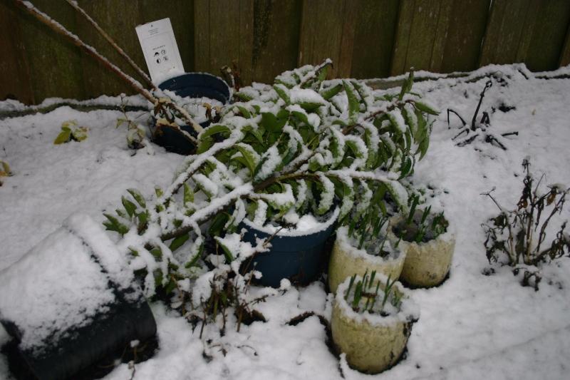 Sneeuw in Alkmaar (Foto: DJMO)