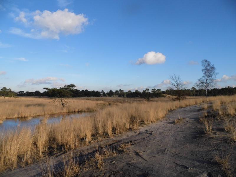 Foto van bijna 3 jaar geleden. Een zonnetje op de Kalmthoutse heide.  (Foto: qltel)