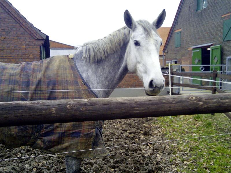 DJMO kwam gisteren een paard tegen! (Foto: DJMO)