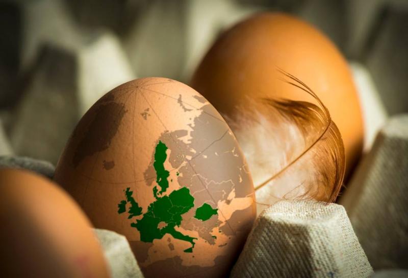 Fipronilrel: België ruimde 1,9 miljoen kippen
