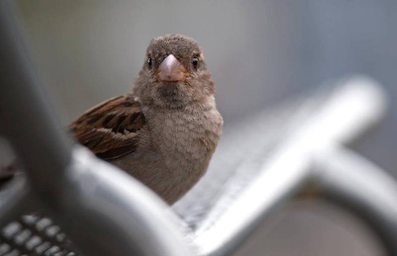 Huismus is alweer de meest getelde vogel