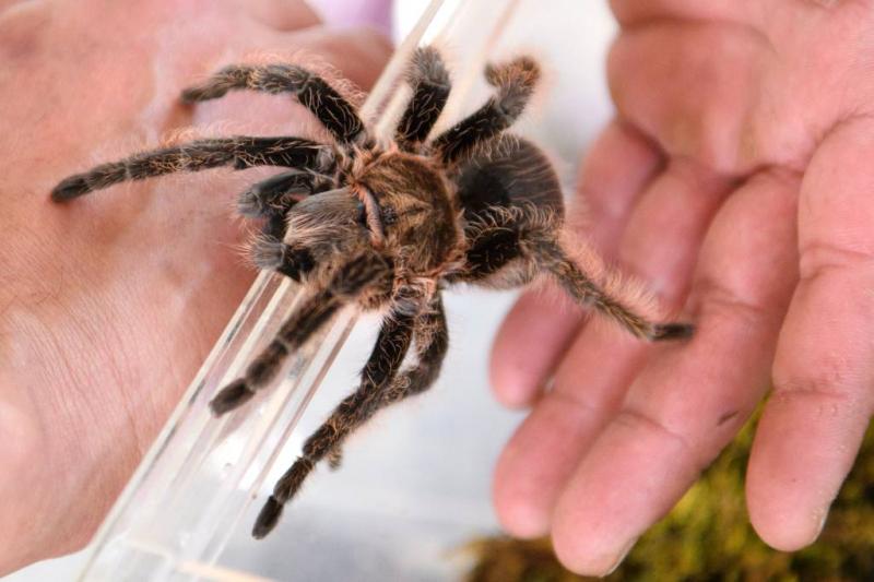 Australiërs redden enorme spin