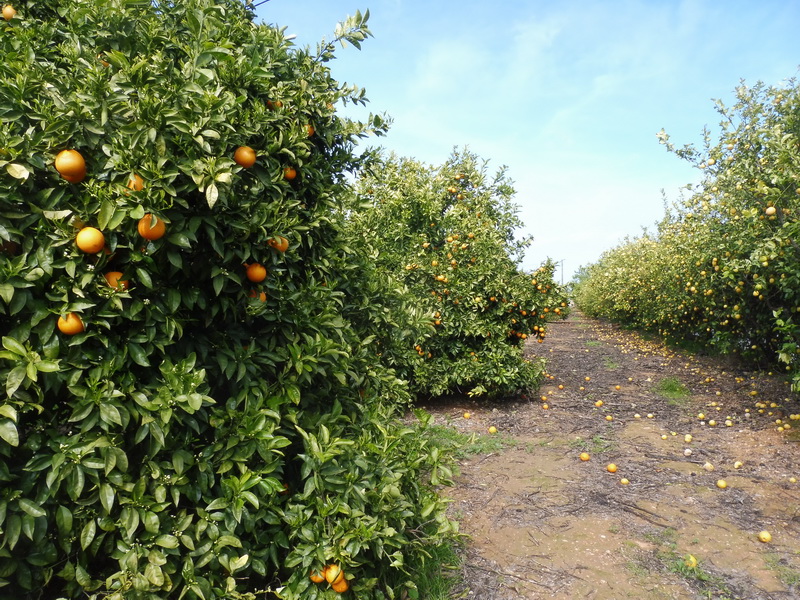 Sinaasappels in Portugal (Foto: qltel)