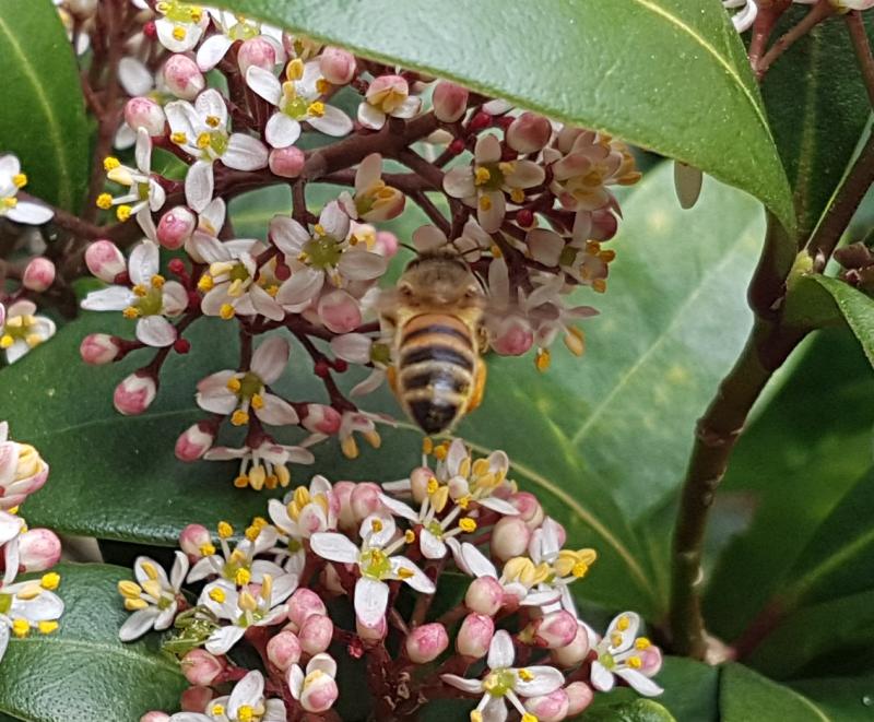 Bondage bekeek een bij op een bloem (Foto: Bondage)