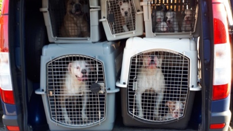 Politie neemt 47 honden in beslag (Foto: Politie.nl)