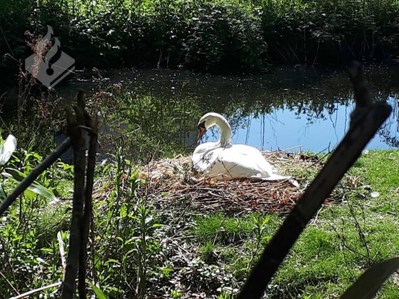 Tuig draait zwanen de nek om  (Foto: Politie Zuiderpark )