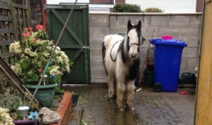 Er staat een paard in de tuin, jaja een paard in de tuin (foto: RSPCA)