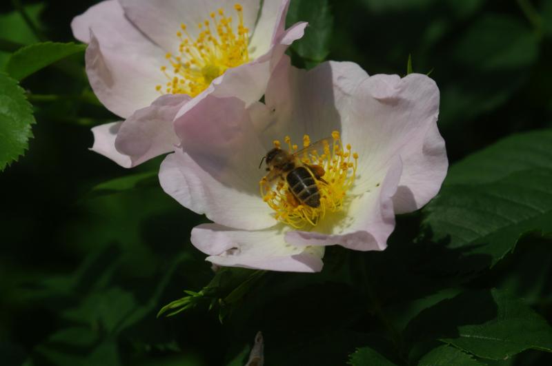 qltel zag bloemen en een bij!  (Foto: qltel)