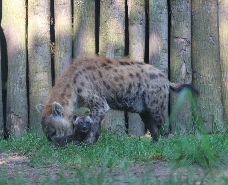 Hyenapup zet eerste stapjes buiten  (Foto: Dierenpark Amersfoort)