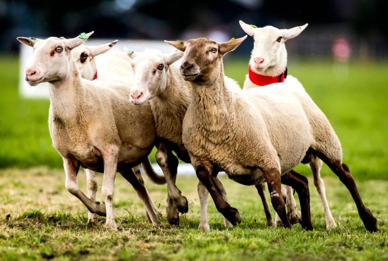 Tientallen schapen dood onder trein Duitsland