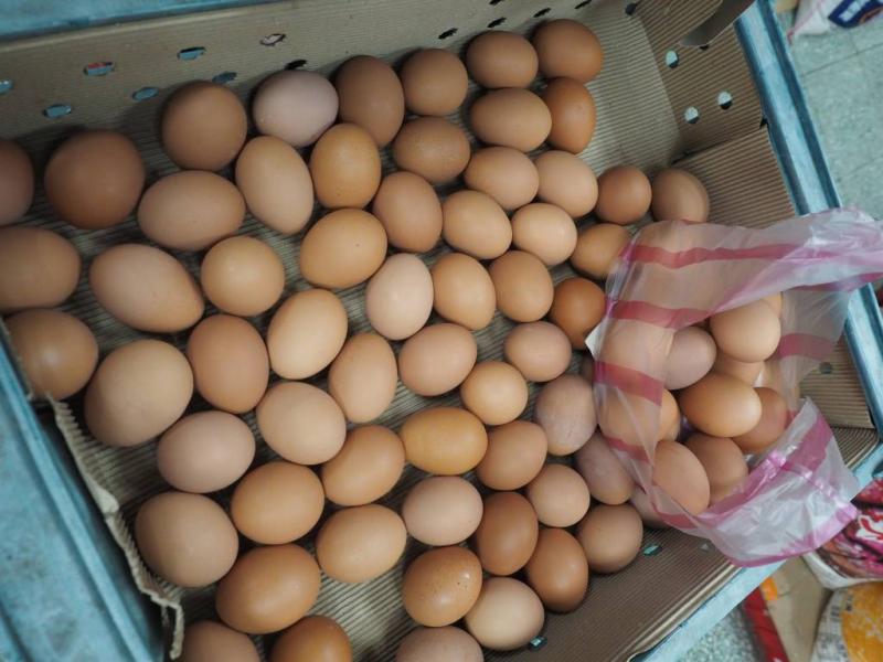 Opnieuw fipronil in Nederlandse eieren