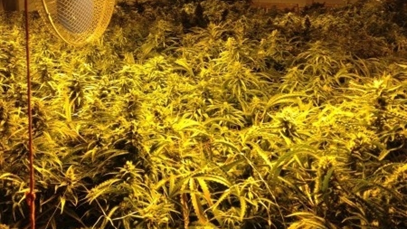 Meerdere arrestaties vanwege drugs en kwekerijen (Foto: Stockfoto politie.nl)