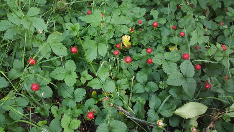 Wilde aardbeien (Foto: Iteejer)