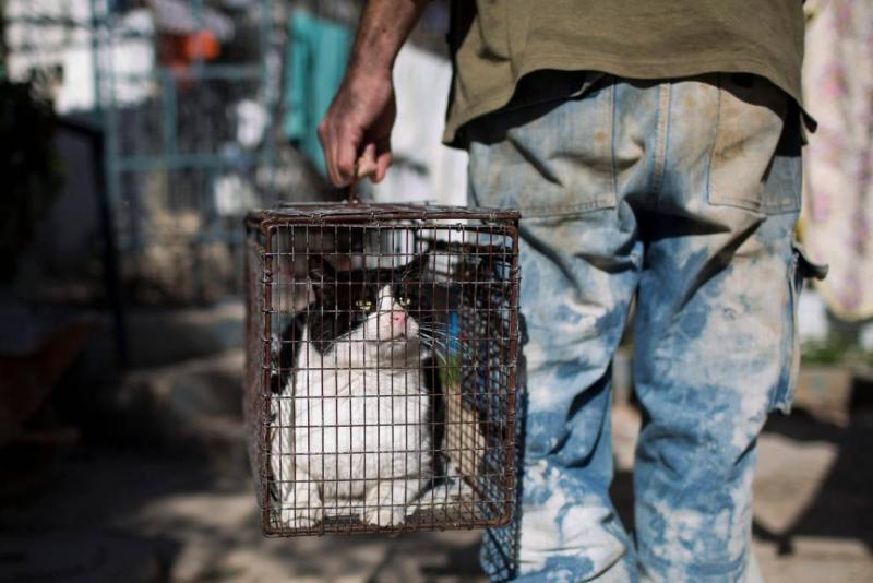 Man bekent verkopen vlees van duizend katten