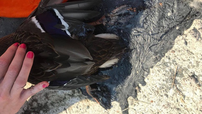Eend vast in gesmolten asfalt op Ameland, gered door dierenambulance