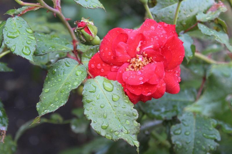 Bloem geniet van de regen (Foto: Raymond Dobber)