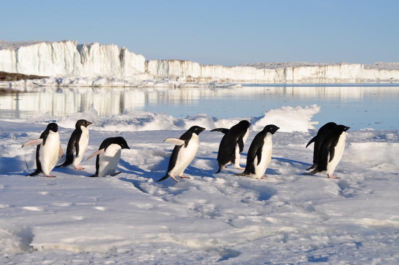 Pinguins, altijd leuk!