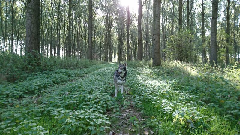 Een bos in Zeeuws Vlaanderen (Foto: Paulus-de-kabouter)