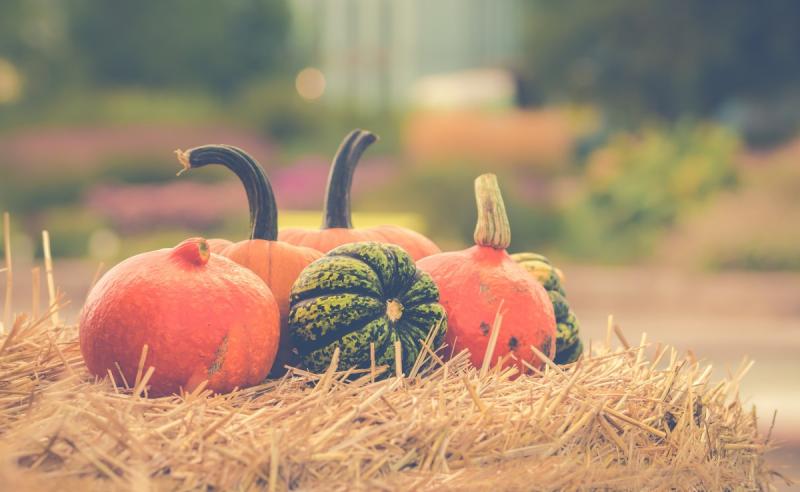 Nederland omarmt Amerikaans Halloween  (Foto: Stockfoto PXhere)