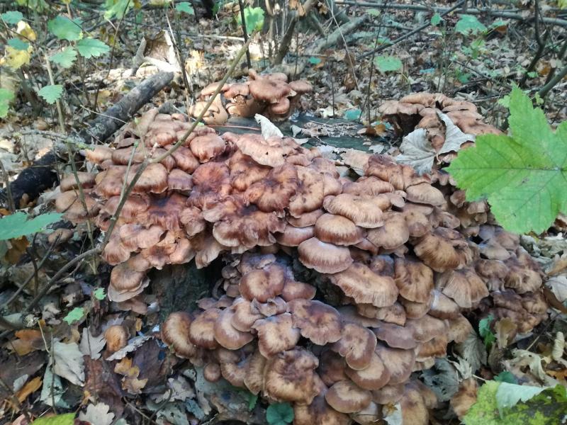 Herfstig beeld in het Dijkgatbos bij Wieringerwerf (Foto: Papabear)