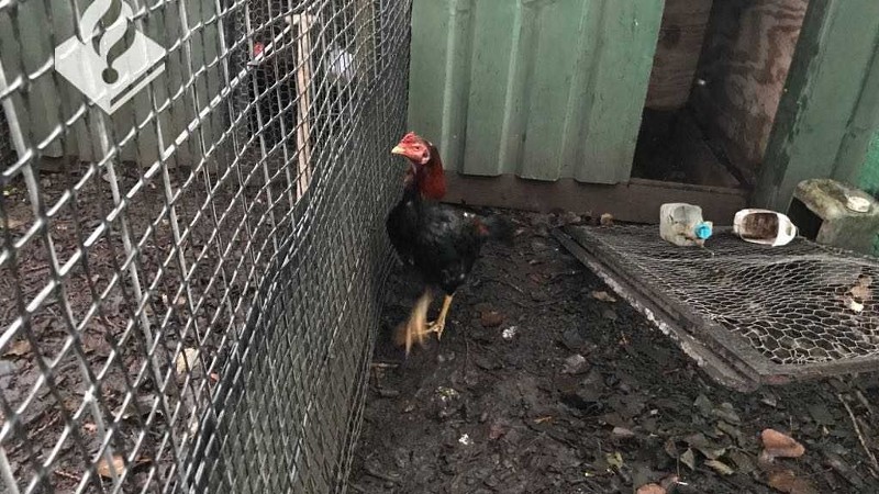 2 mannen opgepakt voor houden verboden hanengevechten (Foto: Politie.nl)