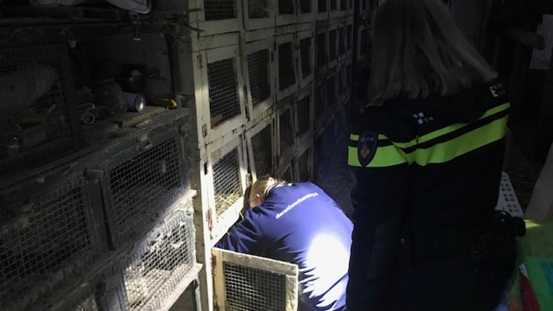 Politie neemt ruim 200 konijnen in beslag (Foto: Politie.nl)
