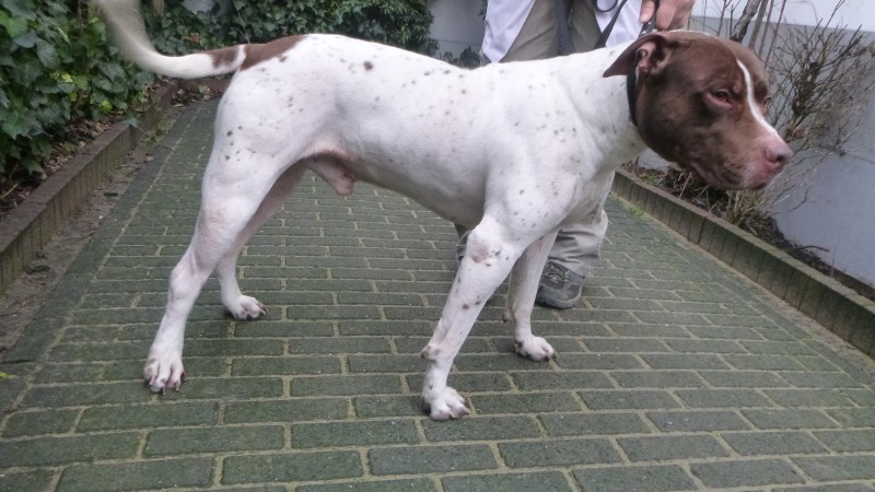Hond gedumpt, eigenaar gezocht (Foto: Politie)