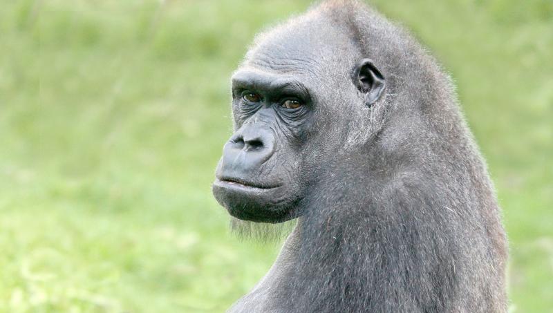 Gorrilla Sindy plotseling gestorven (Foto: ARTIS)