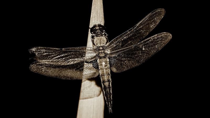 Lichte afname verspreiding libellen (Foto ter illustratie: Pixabay)
